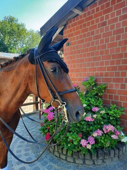 Tolle Warmblutstute von Fifty Cent, ISPA - Iberische Sportpferde Agentur (ISPA - Iberische Sportpferde Agentur), Pferd kaufen, Bedburg