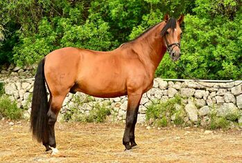 Pferd kaufen: Toller, 10-jähriger Lusitano-Hengst Toller, 10-jähriger Lusitano-Hengst, Katharina Schori, Pferd kaufen, Thusis