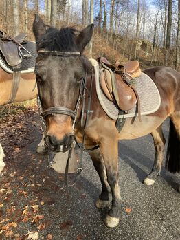 Tolles Pony zu verkaufen, Janine Bischofberger, Pferd kaufen, Azmoos