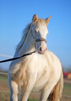 Konie na sprzedaż Top class gypsy/rish cob, DOUBLE CREAM GENE Top class gypsy/rish cob, DOUBLE CREAM GENE, Zalia Stud, Konie na sprzedaż, Strykow