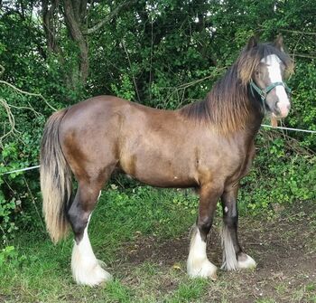Horses For Sale Traditional Gypsy cob yearling Traditional Gypsy cob yearling, Cate Mitchell , Horses For Sale, Chippenham