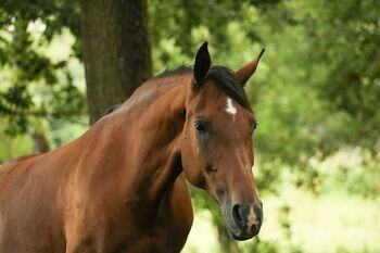 Trakehner Araber Mixstute mit Potenzial, Fäcks, Horses For Sale, Waldsolms