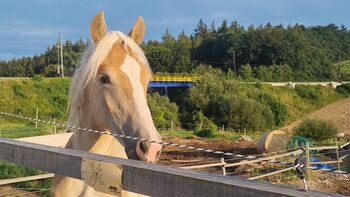 Traum  Tiroler Jährling, Annette, Pferd kaufen, Prinzersdorf