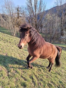 Pferd kaufen: Traumpferd 5 Gänge Traumpferd 5 Gänge, Stella, Pferd kaufen, Kitzbühel