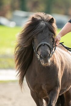 Typvolle Shetland Pony Stute, Hanna Hummel , Pferd kaufen, Riegersburg 