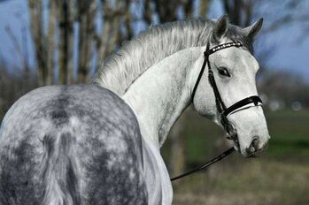 Ung. Sportpferd Wallach für Freizeit, Springen,Dressur, Post-Your-Horse.com (Caballoria S.L.), Pferd kaufen, Rafelguaraf