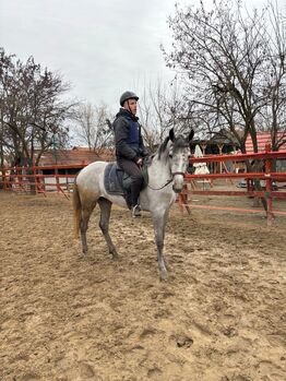 Horses For Sale Ungarisches sprigpferd Ungarisches sprigpferd, Jozsef, Horses For Sale, Békés