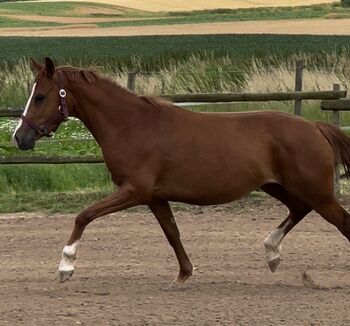 Horses For Sale Jung, edel, talentiert – Stute mit Siegerpotenzial Jung, edel, talentiert – Stute mit Siegerpotenzial, Katharina Lehmann (Pferdevermittlung Leus), Horses For Sale, Münstermaifeld