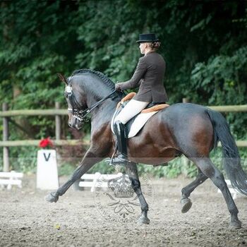 Unterricht / Ausbildung für Iberische Pferde, ISPA - Iberische Sportpferde Agentur (ISPA - Iberische Sportpferde Agentur), Reitunterricht, Bedburg