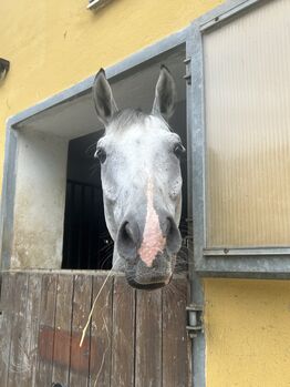 Pferd kaufen: Verkaufe Schimmelwallach mit viel Potential Verkaufe Schimmelwallach mit viel Potential, Bianca Neubauer , Pferd kaufen, Leibnitz