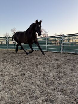 Pferd kaufen: Verkaufsanzeige – Österreichisches Warmblut x Württemberger Warmblut Verkaufsanzeige – Österreichisches Warmblut x Württemberger Warmblut, First Edition , Pferd kaufen, Wien, Donaustadt