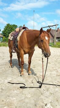 Pferd kaufen: Verlässlicher Quarter Horse Wallach - Ein echter Freund fürs Leben Verlässlicher Quarter Horse Wallach - Ein echter Freund fürs Leben, Kerstin Rehbehn (Pferdemarketing Ost), Pferd kaufen, Nienburg
