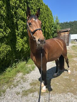Pferd kaufen: Verlasspferd sucht Traumzuhause Verlasspferd sucht Traumzuhause, Hannah, Pferd kaufen, Bischofshofen