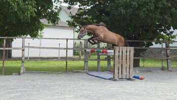 Pferd kaufen: Vielvetsprechende Stute! Vielvetsprechende Stute!, Barbara Granig, Pferd kaufen, Unterwart