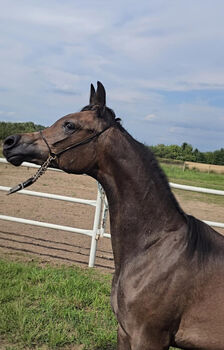 Konie na sprzedaż VollblutAraber top class VollblutAraber top class, Zalia Stud, Konie na sprzedaż, Strykow