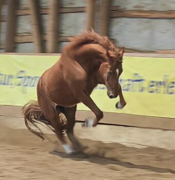 Pferd kaufen: Wallach, 6 jährig, Dressur, Freizeit, Voltigieren Wallach, 6 jährig, Dressur, Freizeit, Voltigieren, Isabell Rückert, Pferd kaufen, Gardelegen