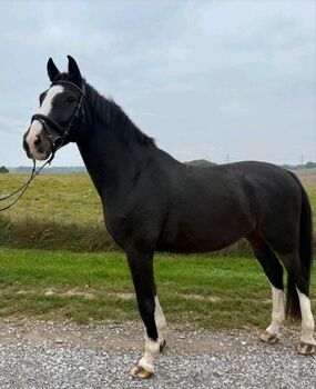Pferd kaufen: Lieben Wallach abzugeben Lieben Wallach abzugeben, Marcel S , Pferd kaufen, Mettmann