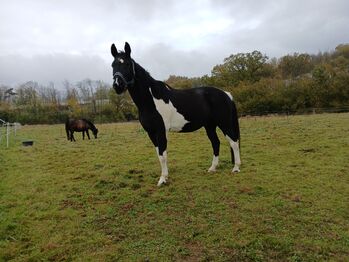 Pferd kaufen: Wallach, Rappschecke, 165 cm, 18 Jahre, bedingt reitbar Wallach, Rappschecke, 165 cm, 18 Jahre, bedingt reitbar, Michaela, Pferd kaufen, Bad Soden-Salmünster