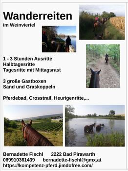 Wanderreiten im Weinviertel, Bernadette, Reiturlaub, Bad Pirawarth