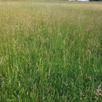 Pferdefutter Feziheu Pferdeheu, Warm belüftetes Heu Warm belüftetes Heu, Feziheu Pferdeheu, Georg , Pferdefutter, Behamberg