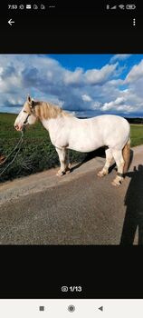 Weißgeborener Noriker Wallach an Bestplatz, Ina, Pferd kaufen, Obersüßbach 