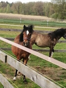 Welsh A pony, Kerstin , Pferd kaufen, Bakum