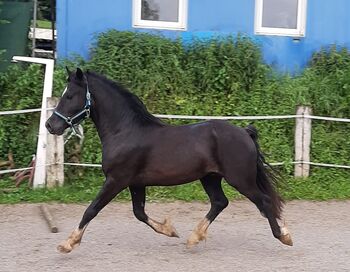 Welsh Cob Sekt.D, HB Welsh 7341, Horses For Sale, Wagrain-Mühltal