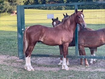 Pferd kaufen: Welsh Cob Sek.D Wallach Jährling Allrounder Welsh Cob Sek.D Wallach Jährling Allrounder, Heinz Spiekermann, Pferd kaufen, Bochum