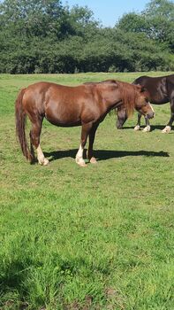 Horses For Sale Welsh sec c broodmare and filly Welsh sec c broodmare and filly, Claire Holland, Horses For Sale, Milton Keynes
