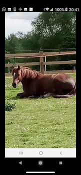 Horses For Sale Welsh section C Liver Chestnut Mare Welsh section C Liver Chestnut Mare, Stephanie , Horses For Sale, Manchester