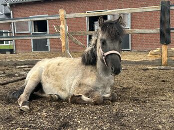 Pferd kaufen: Wildpferd Dülmener Wildpferd Dülmener, Melanie K, Pferd kaufen, Dülmen