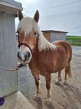 Wunderschöne Haflingerstute/für Freizeitreiter/Beisteller, Sarah, Horses For Sale, Frankenhardt 