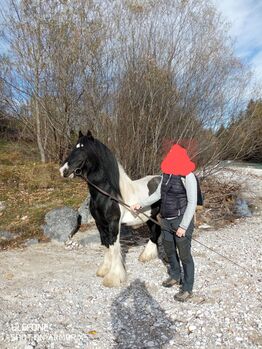 Wunder schöner Tinker Wallach sucht neues Zuhause, Maier Elisabeth, Horses For Sale, Mittenwald