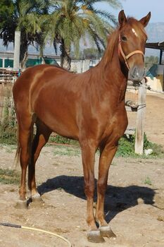 Wunderschöne Fuchs Stute mit Stern, Post-Your-Horse.com (Caballoria S.L.), Horses For Sale, Rafelguaraf