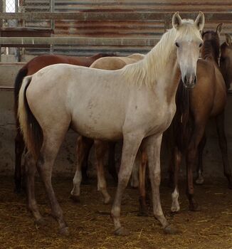 Wunderschöne PRE Schimmel Stute, Post-Your-Horse.com (Caballoria S.L.), Pferd kaufen, Rafelguaraf