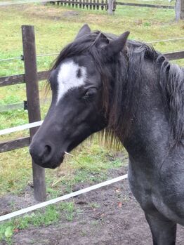 Pferd kaufen: Wunderschöne Welsh A Stute Wunderschöne Welsh A Stute, Bianka Hoffmann , Pferd kaufen, Apen
