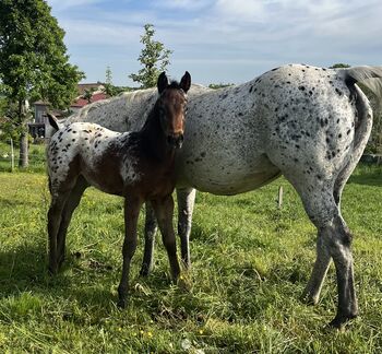 Wunderschönes Appaloosa Stutfohlen, Bernd Krämer, Pferd kaufen, Pappenheim 