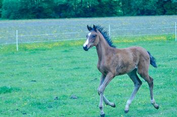 Pferd kaufen: Wunderschönes Warmblut Hengstfohlen Wunderschönes Warmblut Hengstfohlen, Stefanie Schraut, Pferd kaufen, Mönchhof