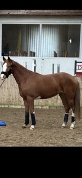 Pferd kaufen: Wunderschönes XXL Pony zu verkaufen Wunderschönes XXL Pony zu verkaufen, Anna, Pferd kaufen, Hamburg