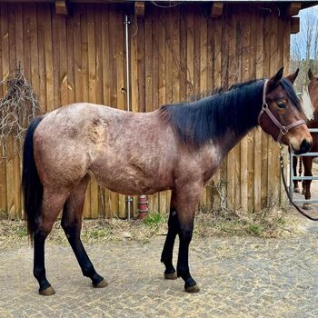 wundervolle, leicht händelbare Quarter Horse Stute, Kerstin Rehbehn (Pferdemarketing Ost), Pferd kaufen, Nienburg