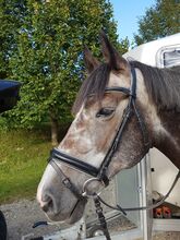 Bridles & Headstalls