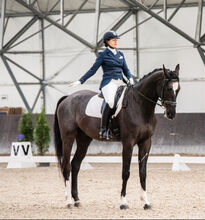 6 yo dressage gelding