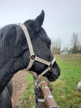 Älteres Halfter sucht neuen Pferdekopf