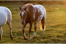 Appaloosa Hengst Aphc