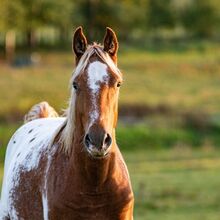 Appaloosa Hengst Aphc