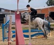 Appaloosa Pony der Extraklasse