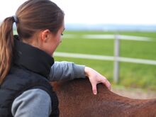 DIPO Pferdeosteopathie und Pferdephysiotherapie, Lasertherapie, Bemer