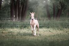 Dunalino (Palomino) Appaloosa mit Quarter Blut Jährling Hengst