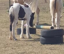 Coloured gypsy cob x filly