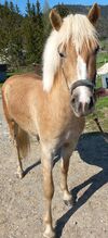 Haflinger Stute